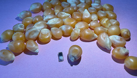 Pacemaker next to unpopped popcorn kernels for scale.