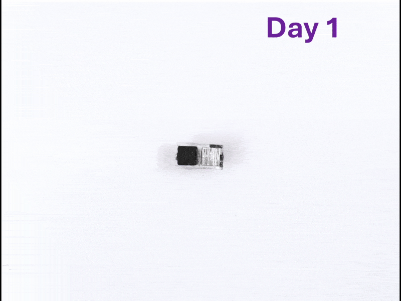 Watch the pacemaker safely degrade over time.