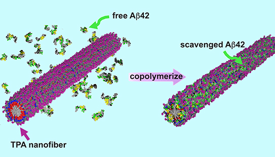 An artistic illustration showing how a peptide amphiphile nanofiber containing trehalose (TPA) traps disease-causing proteins (Aβ42) before they can enter neurons. 