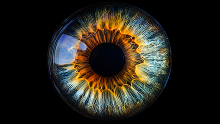 Human eye