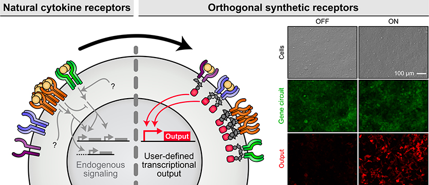 This graphic depicts how synthetic biologists convert natural receptors into parts for building smart therapies.