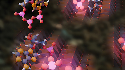A study by Aristilde found that minerals drive phosphorus release at enzyme-like rates.