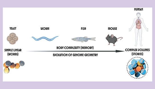 The evolution of body plans correlates with the evolution of genome geometry. Genomes transformed from adding more simple words to learning to tell cellular stories.