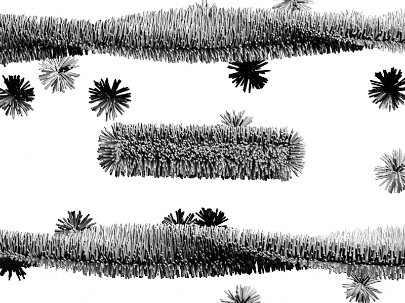 This animation shows the hypothesized process of the smaller peptide assemblies forming larger nanofibers once they cross the blood-brain barrier.