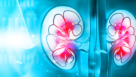 Kidney