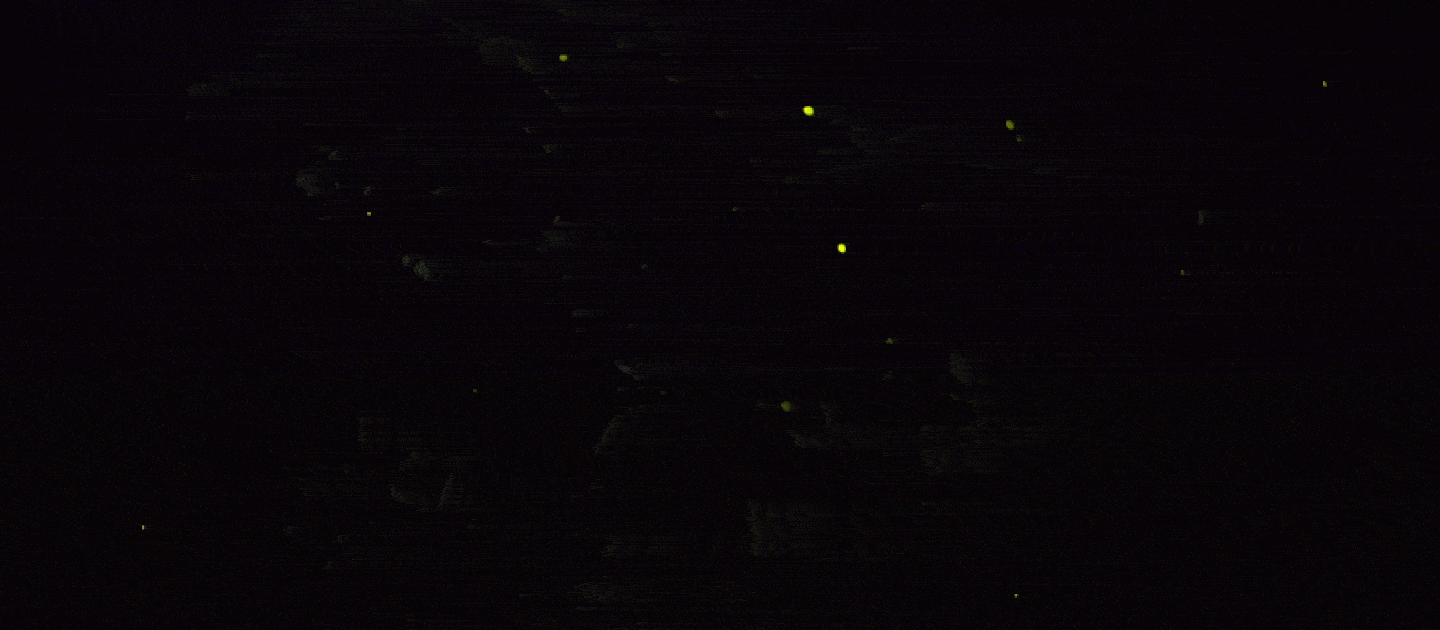 Firefly gif
