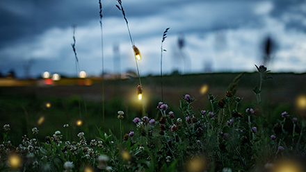 Fireflies