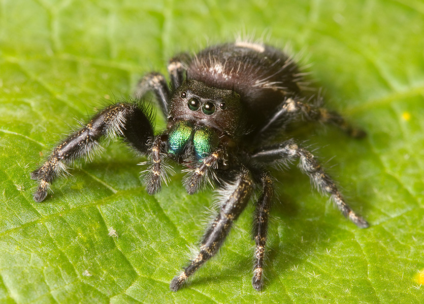 With their poppy seed-sized brains, tiny jumping spiders can compute distances in a highly efficient manner. Image by Ryan Kaldari, licensed under CC0