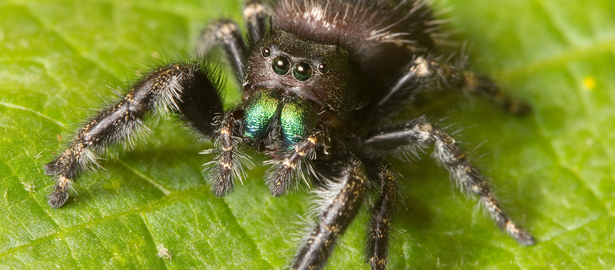 jumping spider