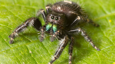 jumping spider