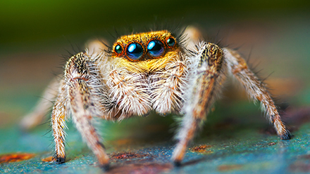 Jumping spider