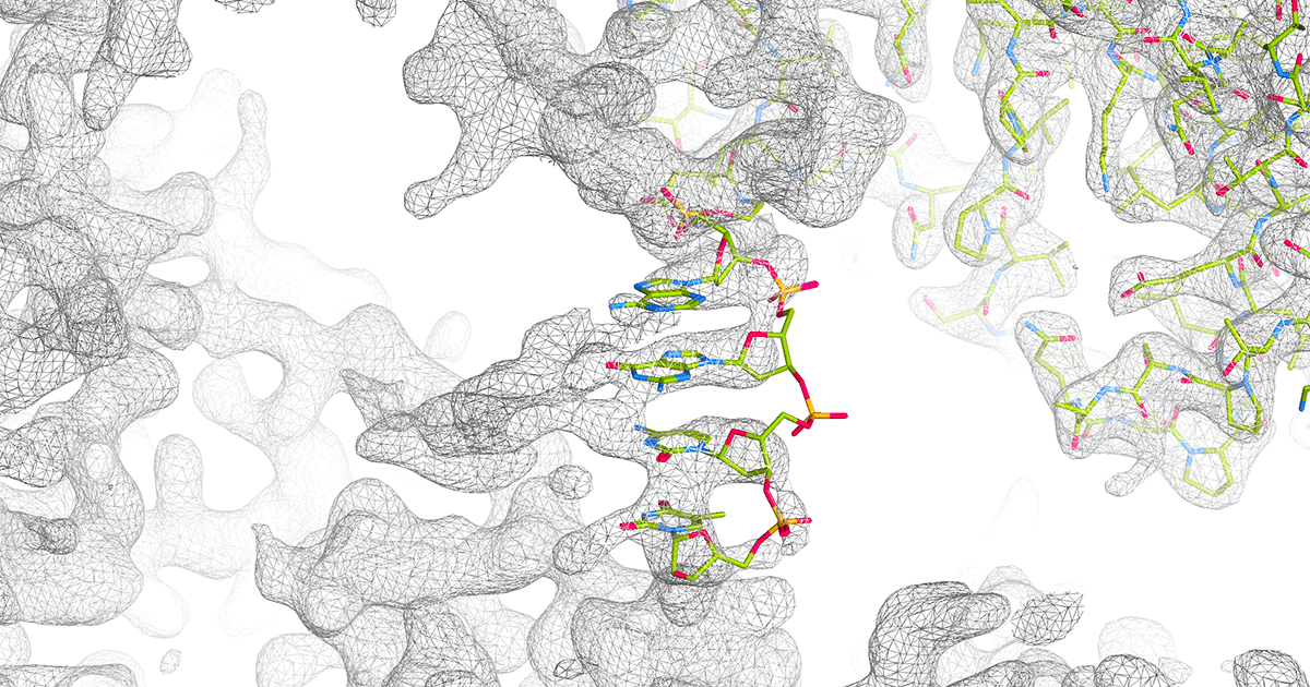 In the new study, Chad Mirkin’s team attached short DNA strands to each protein. Then, DNA pulled neighboring proteins together, assembling them into precisely designed crystals.