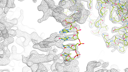 Flexible DNA