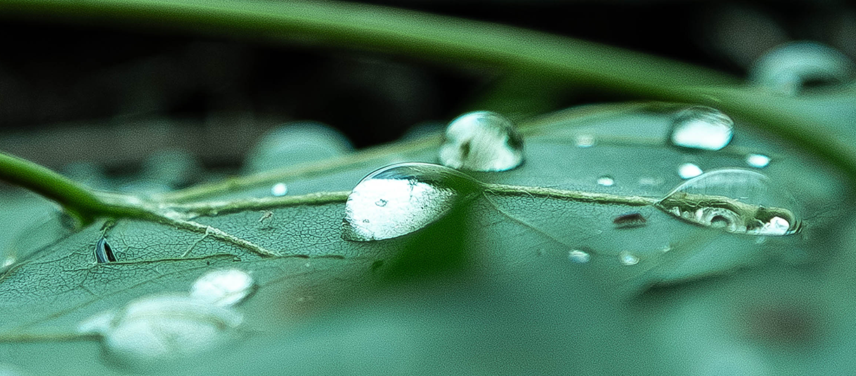 Dew