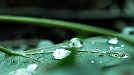 Dew