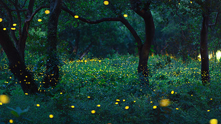 Fireflies