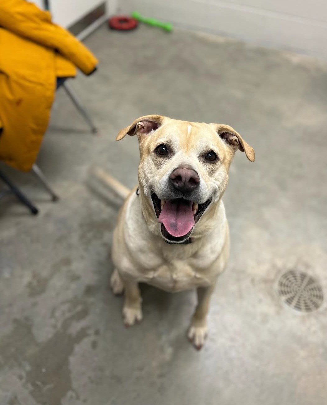 Picture of a dog at EAS