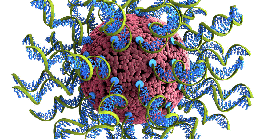 Researchers are optimizing SNAs, ball-like forms of DNA and RNA arranged on the surface of a nanoparticle.