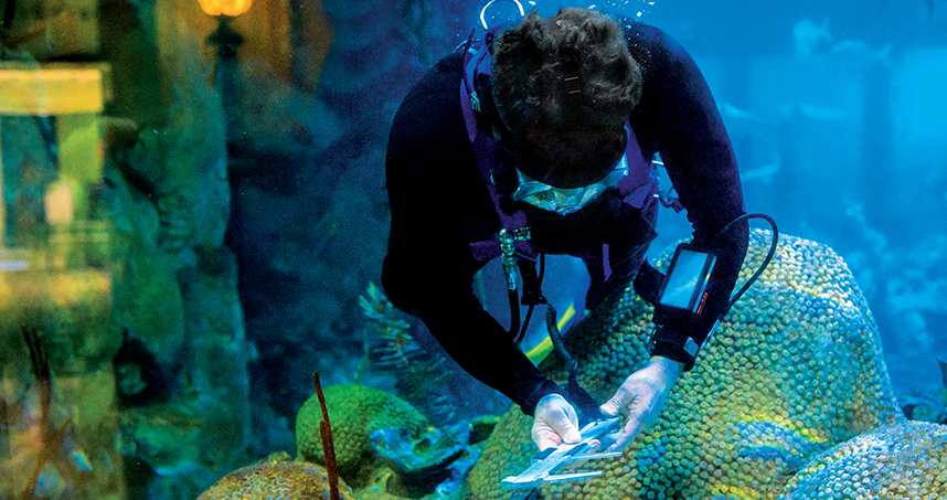 A diver in Shedd Aquarium’s Caribbean Reef habitat tests tools designed by Northwestern Engineering students.