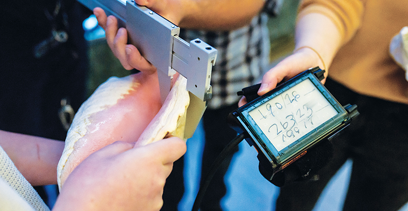 A caliper designed by the students will help scientists measure queen conch shells in the Bahamas.