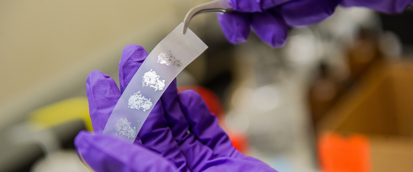 Purple gloved hand examining lab specimen