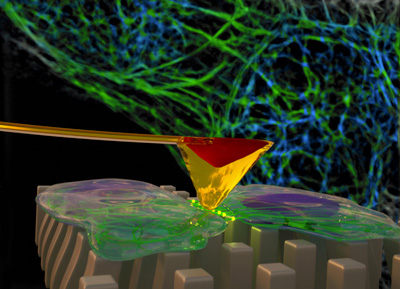 Understanding cell mechanics with atomic force microscopy (H.D. Espinosa and K. Green)