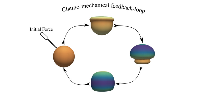 Autonomous responsive polymer shells undergo morphological changes when triggered by an initial deformation.