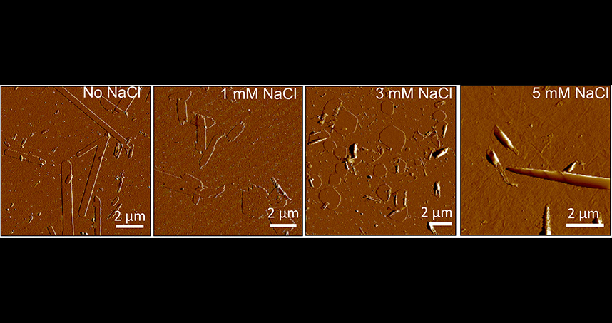 C16-K1 assembly images showing high aspect transformations to cochleate with increasing salt concentration