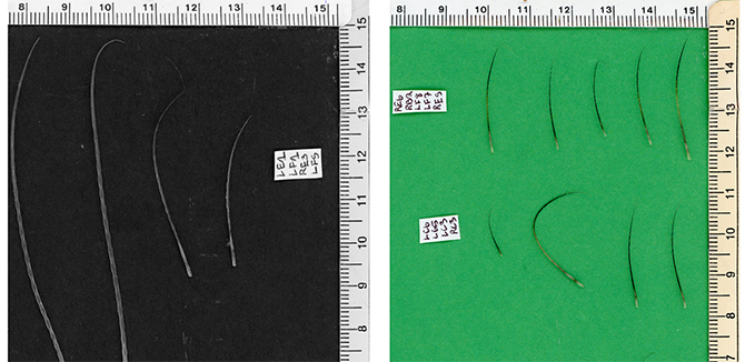 Luxi Huang (MSR '20) studied various tactile sensibilities and sensor purposes of seal whiskers to explore and design new sensors which can be implemented on robots.